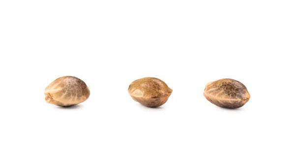 THCa Seeds Feminized Autoflower